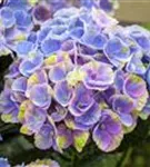Blaue Blüten Hydrangea macrophylla 'Magical Coral'® blau