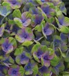 Grün-blaue Blüten Hydrangea macrophylla 'Magical Coral'® blau