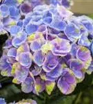 Blüten blau Hydrangea macrophylla 'Magical Coral'® blau