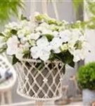 Weiße Blüten Girlanden-Hortensie Runaway Bride®