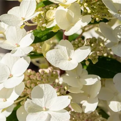 Hydrangea paniculata mit weißen Blüten