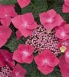 Blüten pink Hydrangea macrophylla 'Kardinal'