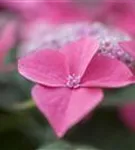 Detailansicht Blüte Pink Hydrangea macrophylla 'Kardinal'