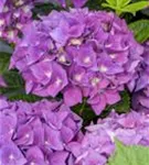 Mehrere Blüten der Bauernhortensie Hovaria® 'Hobergine'