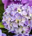 Nahaufnahme der Blüten einer Bauernhortensie Hovaria® 'Hobergine'