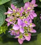Neue Blüten Bauernhortensie Hovaria® 'Hobergine'