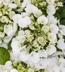 Nahaufnahme Blüten Bauernhortensie Hovaria® 'Holibel' detailliert
