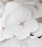 Nahaufnahme mehrerer Blüten einer Bauernhortensie Hovaria® 'Holibel'