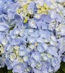 Artikelaufnahme blaue Blüten Bauernhortensie Hovaria® 'Homigo'