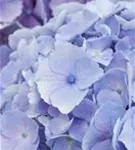Detaillierte Aufnahme blaue Blüten Bauernhortensie Hovaria® 'Homigo'