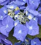 Blüten Fernaufnahme Tellerhortensie Blaumeise