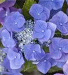 Blütenball Tellerhortensie Blaumeise 