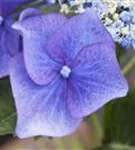 Blaue Blüte Tellerhortensie Blaumeise
