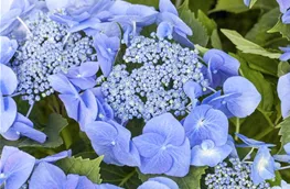 Hydrangea macrophylla 'Blaumeise' Blüten
