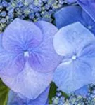Zwei Blüten Tellerhortensie Blaumeise