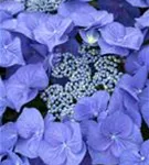 Blüten Blau Tellerhortensie Blaumeise