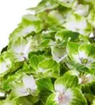 Grün-weiße Blüten Hydrangea macrophylla 'Magical Noblesse'®
