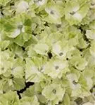 Nahaufnahme Blüten Hydrangea macrophylla 'Magical Noblesse'®