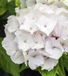 Weiße Blüten umgeben von Blättern Hydrangea macrophylla 'Magical Noblesse'®
