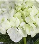 Nahaufnahme weiße Blüten Hydrangea macrophylla 'Magical Noblesse'®