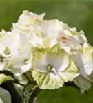 Seitenansicht weiße Blüten Hydrangea macrophylla 'Magical Noblesse'®