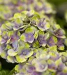 Nahaufnahme Blüten Hydrangea macrophylla 'Magical Amethyst'® blau