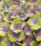Nahaufnahme helle Blüten Hydrangea macrophylla 'Magical Amethyst'® blau