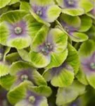 Nahaufnahme grüne Blüten Hydrangea macrophylla 'Magical Amethyst'® blau