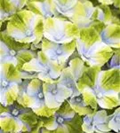 Nahaufnahme blau-grüne Blüten Hydrangea macrophylla 'Magical Amethyst'® blau