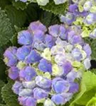 Nahaufnahme laue Blüten Hydrangea macrophylla 'Magical Amethyst'® blau