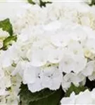 Nahaufnahme Blüten Bauernhortensie 'First White'®