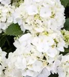 Blüten einer Bauernhortensie 'First White'® in Nahaufnahme