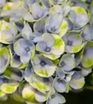 Blaue Blüten Hydrangea macrophylla 'Magical Revolution'® blau