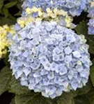 Blüten Hydrangea macrophylla 'Magical Revolution'® blau