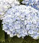 Blütenball Hydrangea macrophylla 'Magical Revolution'® blau