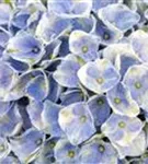 Nahaufnahme blaue Blüten Hydrangea macrophylla 'Magical Revolution'® blau