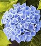 Blauer Blütenball Hydrangea macrophylla 'Magical Revolution'® blau