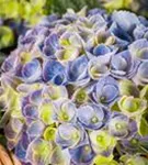 Nahaufnahme helle Blüten Hydrangea macrophylla 'Magical Revolution'® blau