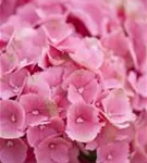 Nahansicht pinke Blüten Hydrangea macrophylla 'Schöne Bautznerin'