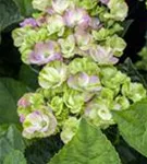 Nahansicht grüne Blüten Hydrangea macrophylla 'Magical Coral'® rosa