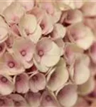 Nahansicht Blüten rosa Hydrangea macrophylla 'Magical Revolution'® rosa