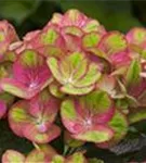 Bauernhortensie 'Magical Greenfire'® Nahaufnahme grün-pinke Blüten