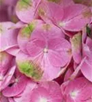 Pinke Blüten Bauernhortensie 'Magical Greenfire'®