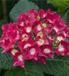 Hydrangea macrophylla 'Royal Red'®