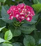 Rote Blüten Hydrangea macrophylla 'Royal Red'®