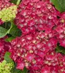 Hydrangea macrophylla 'Royal Red'® Blüten