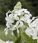 Nahaufnahme weiße Blüten Rispenhortensie 'Kyushu'