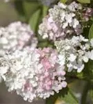 Weiße Blüten Rispenhortensie 'Pinky Winky'