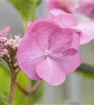 Rosa Blüte Nahaufnahme Gartenhortensie 'Santiago'
