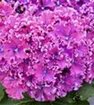Hortensie violett 'Curly® Sparkle Blue Purple'